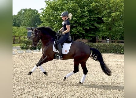 Hannoveriano, Caballo castrado, 4 años, 166 cm, Negro