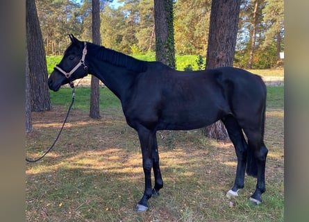 Hannoveriano, Caballo castrado, 4 años, 166 cm, Negro
