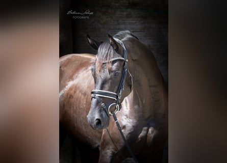 Hannoveriano, Caballo castrado, 4 años, 166 cm, Negro