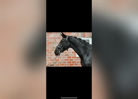 Hannoveriano, Caballo castrado, 4 años, 166 cm, Negro