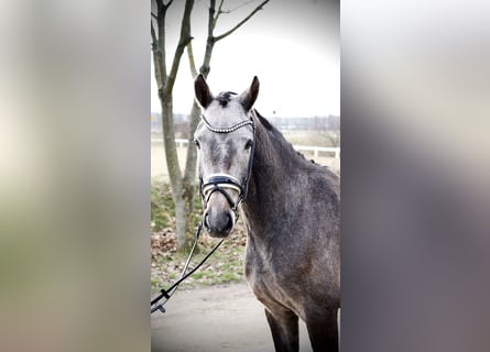 Hannoveriano, Caballo castrado, 4 años, 166 cm, Tordo