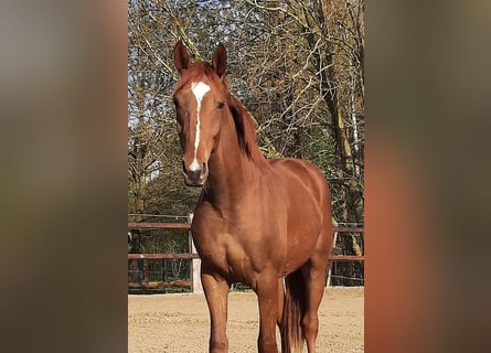 Hannoveriano, Caballo castrado, 4 años, 167 cm, Alazán