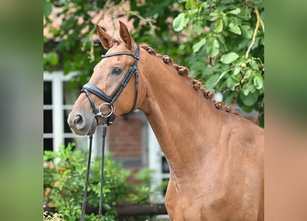 Hannoveriano, Caballo castrado, 4 años, 167 cm, Alazán-tostado