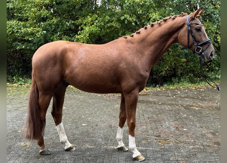 Hannoveriano, Caballo castrado, 4 años, 167 cm Hannoveriano, Caballo castrado, 4 años, 167 cm