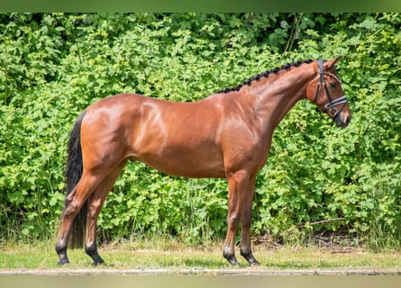 Hannoveriano, Caballo castrado, 4 años, 167 cm, Castaño