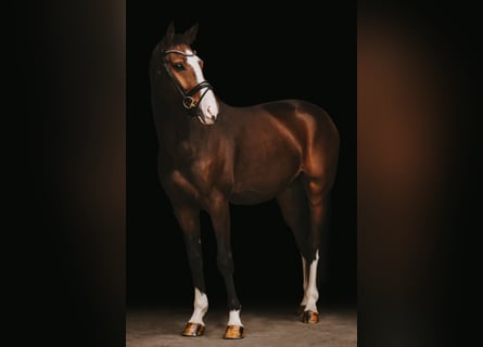 Hannoveriano, Caballo castrado, 4 años, 167 cm, Castaño oscuro