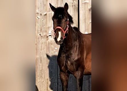 Hannoveriano, Caballo castrado, 4 años, 167 cm, Castaño oscuro