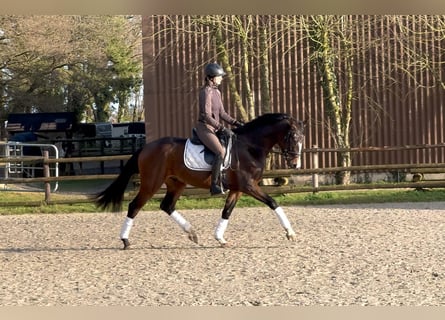 Hannoveriano, Caballo castrado, 4 años, 167 cm, Castaño oscuro