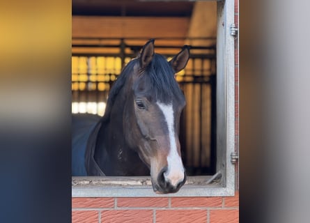 Hannoveriano, Caballo castrado, 4 años, 167 cm, Castaño oscuro