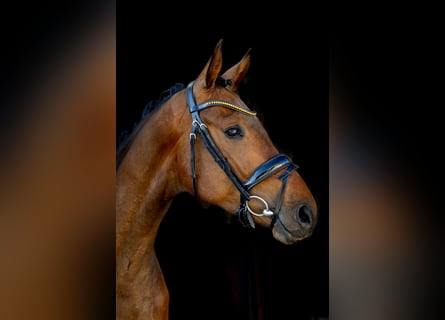 Hannoveriano, Caballo castrado, 4 años, 167 cm, Castaño oscuro