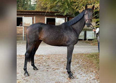 Hannoveriano, Caballo castrado, 4 años, 167 cm, Castaño oscuro