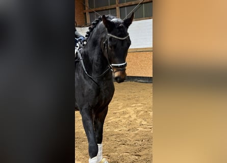 Hannoveriano, Caballo castrado, 4 años, 167 cm, Castaño oscuro