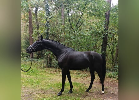 Hannoveriano, Caballo castrado, 4 años, 167 cm, Negro