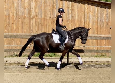 Hannoveriano, Caballo castrado, 4 años, 167 cm, Negro