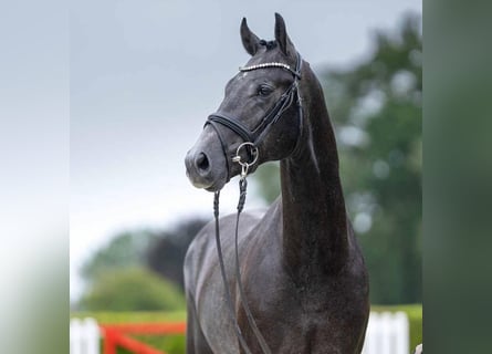 Hannoveriano, Caballo castrado, 4 años, 167 cm, Tordo