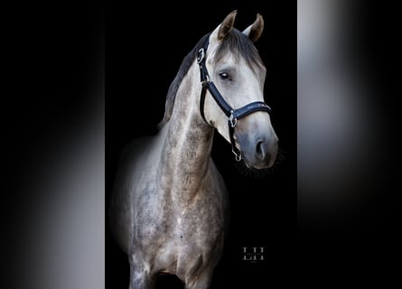 Hannoveriano, Caballo castrado, 4 años, 167 cm, Tordo rodado