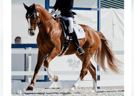 Hannoveriano, Caballo castrado, 4 años, 168 cm, Alazán