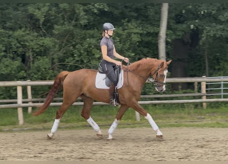 Hannoveriano, Caballo castrado, 4 años, 168 cm, Alazán