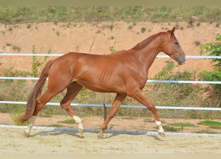 Hannoveriano, Caballo castrado, 4 años, 168 cm, Alazán