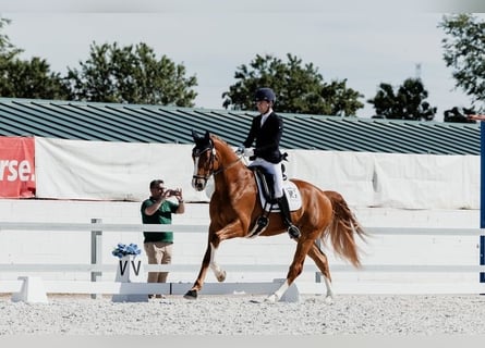 Hannoveriano, Caballo castrado, 4 años, 168 cm, Alazán