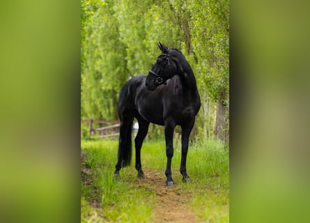 Hannoveriano, Caballo castrado, 4 años, 168 cm