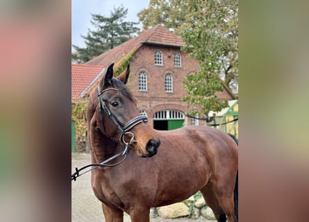 Hannoveriano, Caballo castrado, 4 años, 168 cm, Castaño