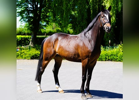 Hannoveriano, Caballo castrado, 4 años, 168 cm, Castaño