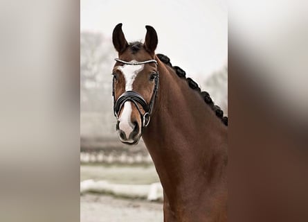 Hannoveriano, Caballo castrado, 4 años, 168 cm, Castaño