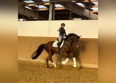 Hannoveriano, Caballo castrado, 4 años, 168 cm, Castaño