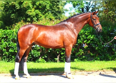 Hannoveriano, Caballo castrado, 4 años, 168 cm, Castaño