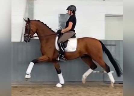 Hannoveriano, Caballo castrado, 4 años, 168 cm, Castaño