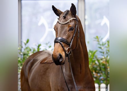 Hannoveriano, Caballo castrado, 4 años, 168 cm, Castaño