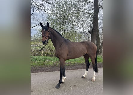 Hannoveriano, Caballo castrado, 4 años, 168 cm, Castaño