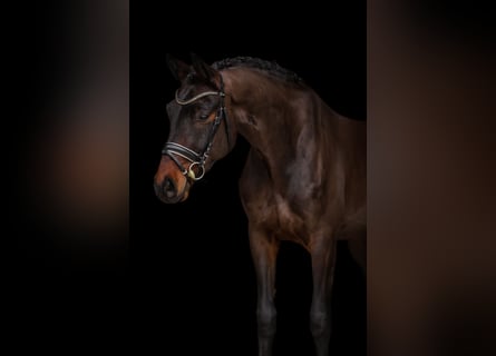 Hannoveriano, Caballo castrado, 4 años, 168 cm, Castaño oscuro