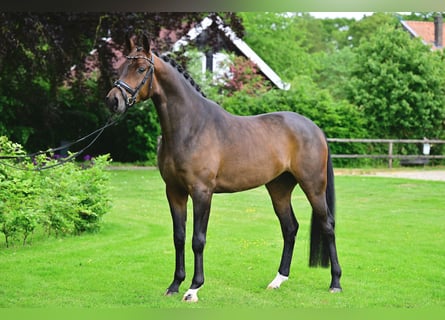 Hannoveriano, Caballo castrado, 4 años, 168 cm, Castaño oscuro