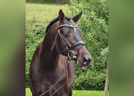 Hannoveriano, Caballo castrado, 4 años, 168 cm, Castaño oscuro