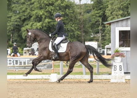 Hannoveriano, Caballo castrado, 4 años, 168 cm, Morcillo