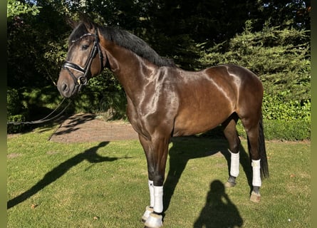 Hannoveriano, Caballo castrado, 4 años, 168 cm, Morcillo