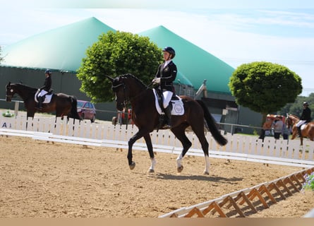 Hannoveriano, Caballo castrado, 4 años, 168 cm, Morcillo