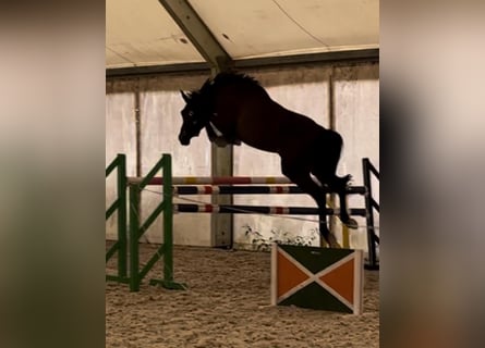 Hannoveriano, Caballo castrado, 4 años, 168 cm, Morcillo