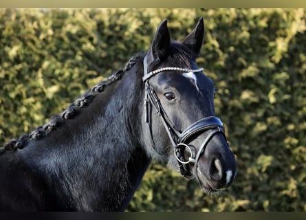 Hannoveriano, Caballo castrado, 4 años, 168 cm, Negro