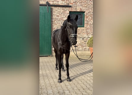 Hannoveriano, Caballo castrado, 4 años, 168 cm, Negro