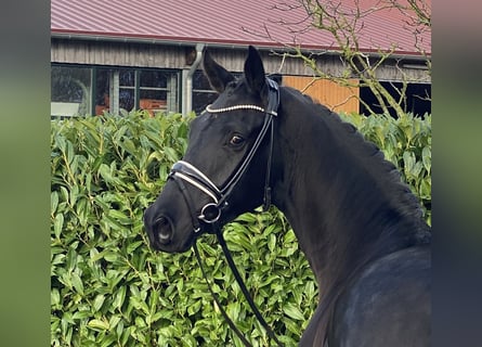 Hannoveriano, Caballo castrado, 4 años, 168 cm, Negro