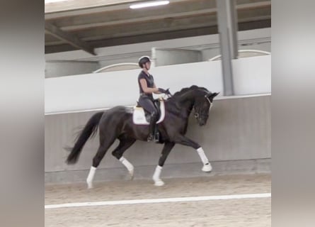 Hannoveriano, Caballo castrado, 4 años, 168 cm, Negro