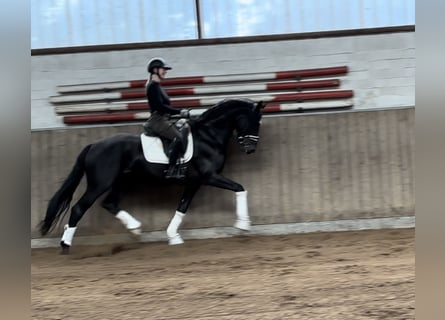 Hannoveriano, Caballo castrado, 4 años, 168 cm, Negro