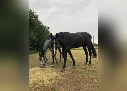 Hannoveriano, Caballo castrado, 4 años, 168 cm, Negro