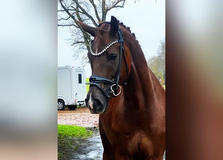 Hannoveriano, Caballo castrado, 4 años, 169 cm, Alazán-tostado