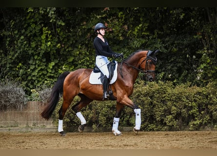 Hannoveriano, Caballo castrado, 4 años, 169 cm, Castaño