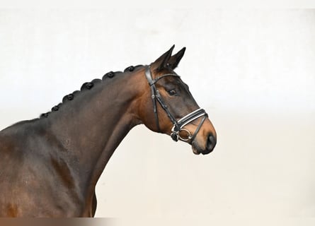 Hannoveriano, Caballo castrado, 4 años, 169 cm, Castaño