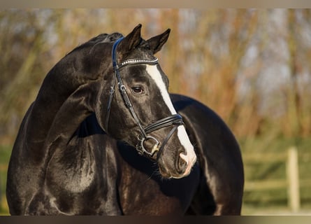 Hannoveriano, Caballo castrado, 4 años, 169 cm, Negro